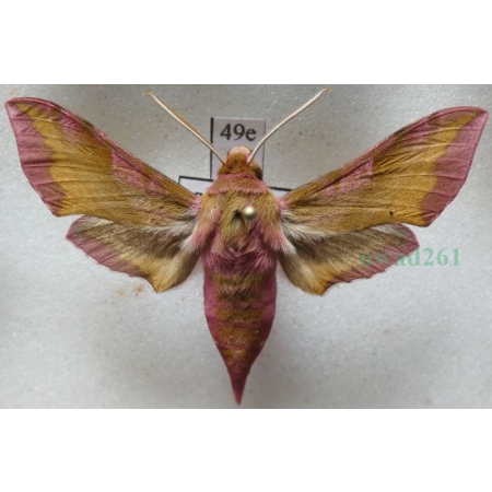 Deilephila porcellus (Linnaeus, 1758) Zmrocznik pazik Poland49e